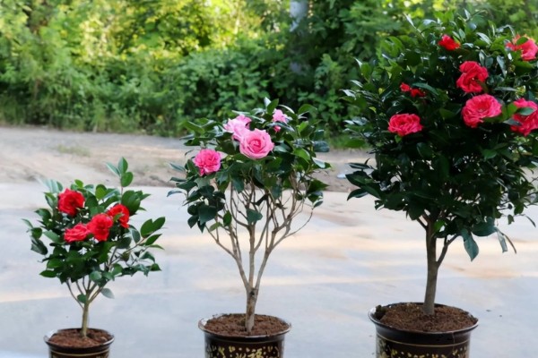 茶花被晒伤后如何补救,要做好遮阴措施