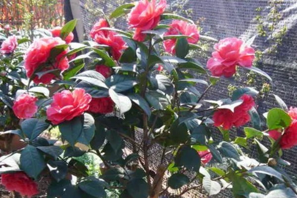 茶花被晒伤后如何补救,要做好遮阴措施