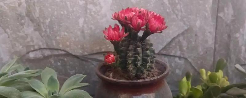 仙人球花的特征，花朵为粉红色或银白色