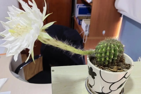 仙人球花的特征，花朵为粉红色或银白色
