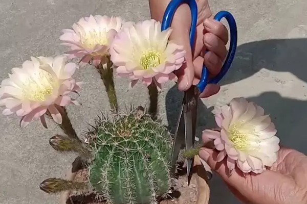 仙人球花的特征，花朵为粉红色或银白色
