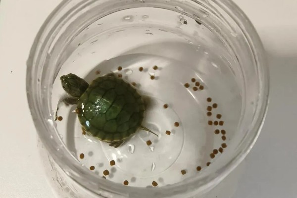 乌龟喂食的正确方法，可以一天喂1-2次