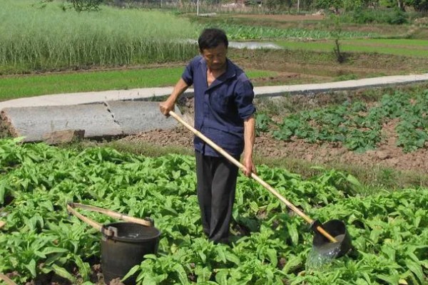 菜地如何施肥，种植蔬菜前一周施加最好