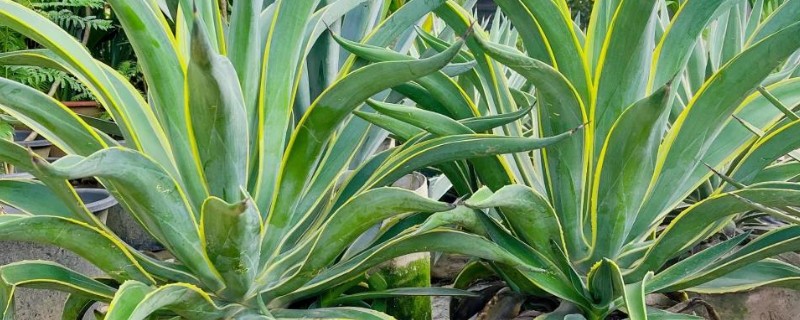 龙舌兰的简介,属于常绿大型草本植物