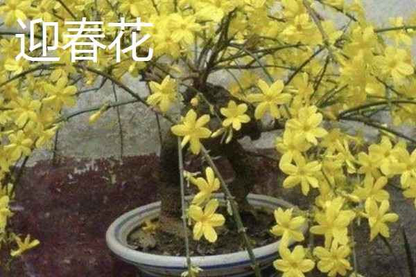 春季开放的花卉有哪些,常见迎春花、郁金香、水仙花等品种