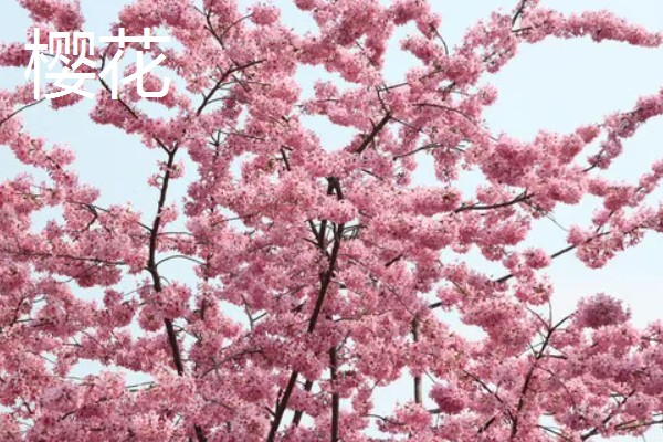 春季开放的花卉有哪些,常见迎春花、郁金香、水仙花等品种