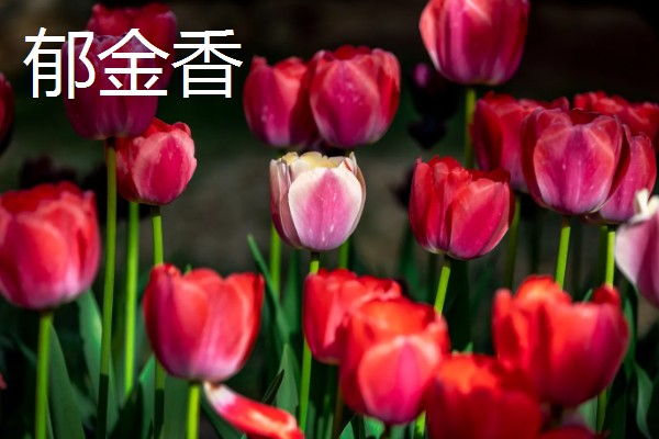 春季开放的花卉有哪些,常见迎春花、郁金香、水仙花等品种