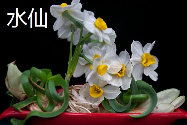 春季开放的花卉有哪些,常见迎春花、郁金香、水仙花等品种