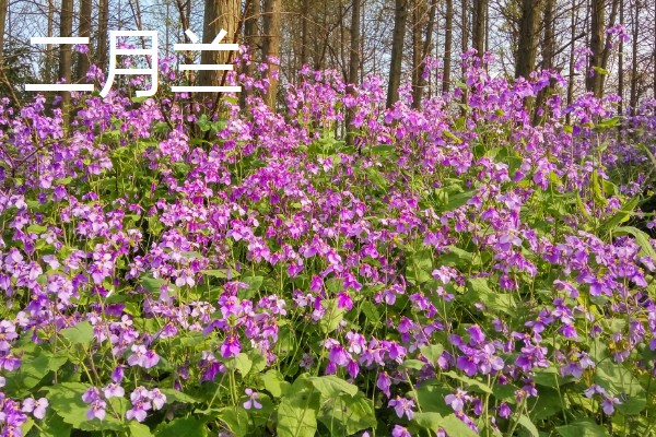 春季开放的花卉有哪些,常见迎春花、郁金香、水仙花等品种