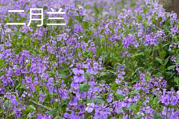 春季开放的花卉有哪些,常见迎春花、郁金香、水仙花等品种