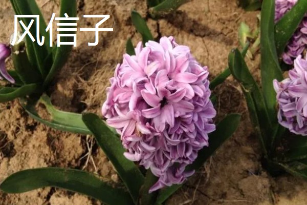 春季开放的花卉有哪些,常见迎春花、郁金香、水仙花等品种