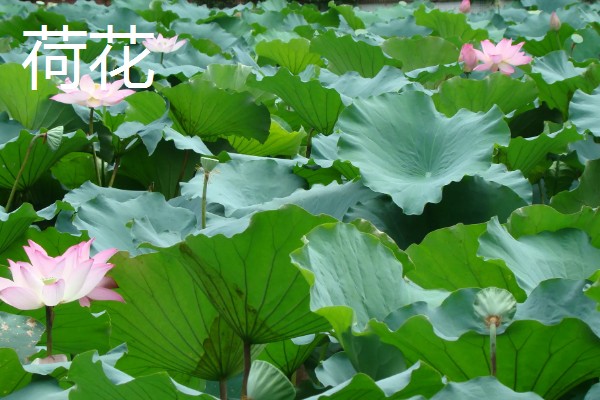 春季开放的花卉有哪些,常见迎春花、郁金香、水仙花等品种