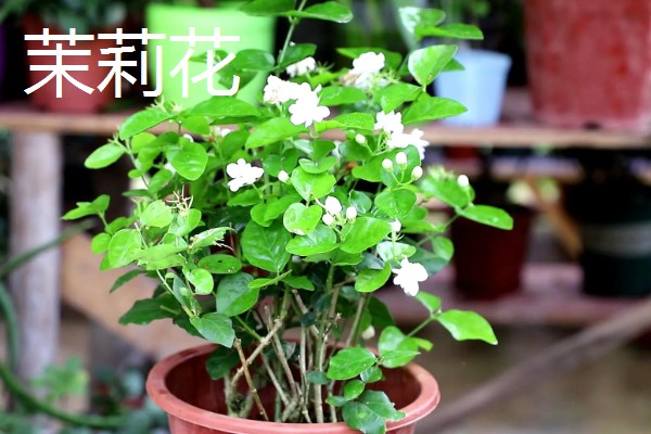 春季开放的花卉有哪些,常见迎春花、郁金香、水仙花等品种