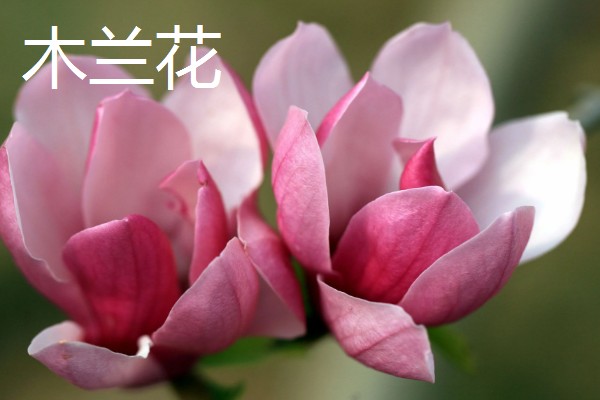 春季开放的花卉有哪些,常见迎春花、郁金香、水仙花等品种