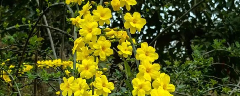 春季开放的花卉有哪些，常见迎春花、郁金香、水仙花等品种