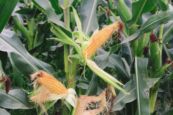 叶甜1号玉米种子特征特性,中抗纹枯病