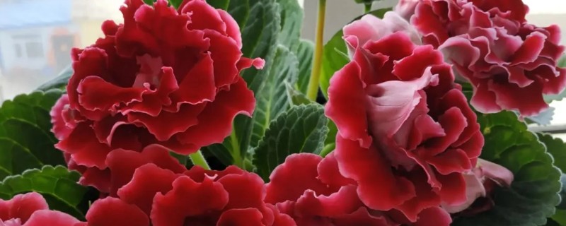 大岩桐幼苗迟迟不长的原因，主要是低温、土壤不适等因素所致