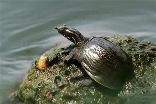 甲鱼如何养殖，选择离水源近而无污染的地方养殖