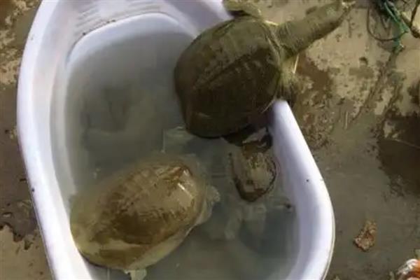 甲鱼如何养殖，选择离水源近而无污染的地方养殖