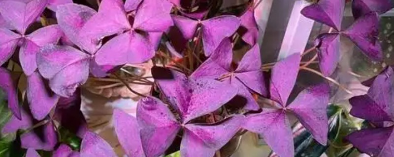 紫色三叶草如何栽培，春秋两季种植为宜