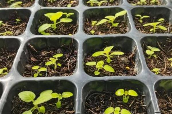 大岩桐幼苗迟迟不长的原因，主要是低温、土壤不适等因素所致
