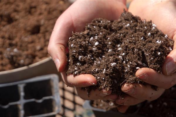 大岩桐幼苗迟迟不长的原因，主要是低温、土壤不适等因素所致