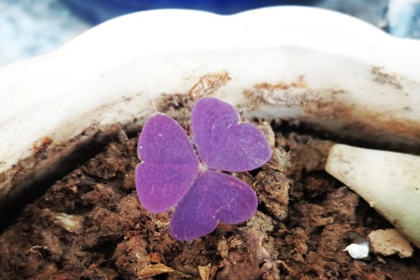 紫色三叶草如何栽培，春秋两季种植为宜