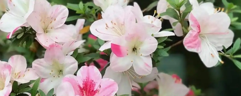 杜鹃花叶子发黑怎么处理，需遮荫养护