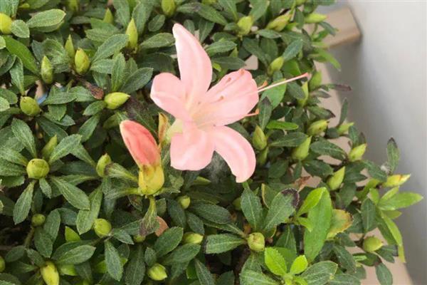 杜鹃花叶子发黑怎么处理，需遮荫养护