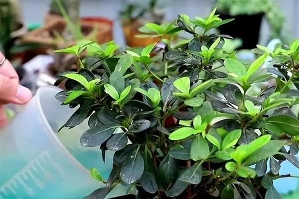 杜鹃花叶子发黑怎么处理，需遮荫养护