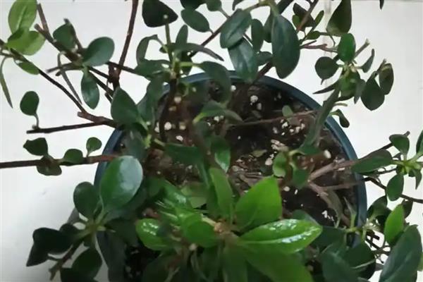 杜鹃花叶子发黑怎么处理，需遮荫养护