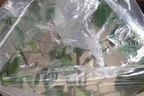 杜鹃花叶子发黑怎么处理，需遮荫养护