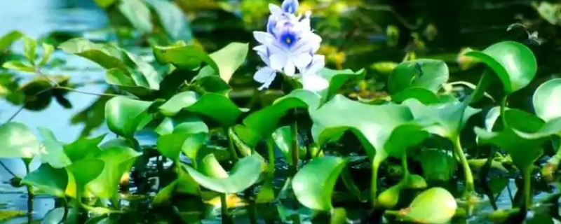 水葫芦发黄枯萎的原因，可能是光照不当所致