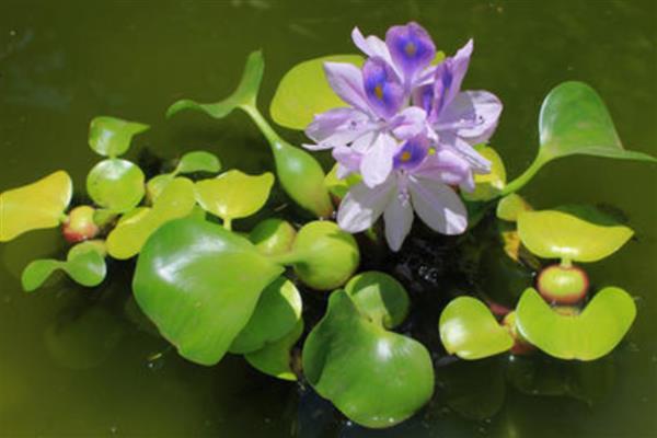 水葫芦发黄枯萎的原因，可能是光照不当所致