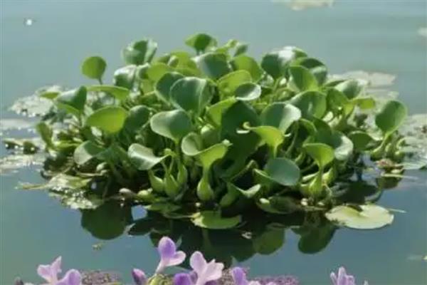水葫芦发黄枯萎的原因，可能是光照不当所致