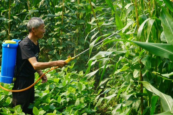 玉米防治病虫打哪种药，针对不同害虫选择不同的药