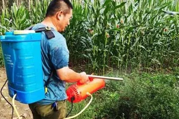 玉米防治病虫打哪种药，针对不同害虫选择不同的药