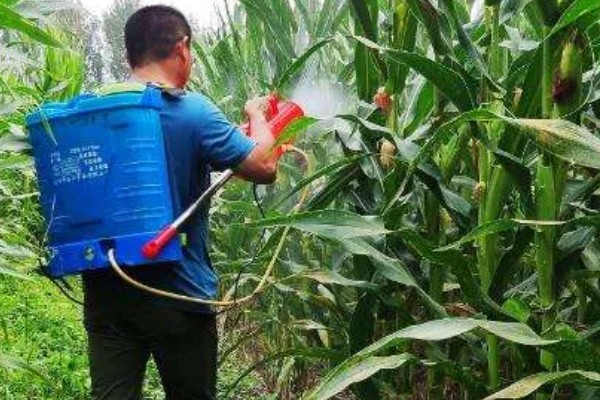 玉米防治病虫打哪种药，针对不同害虫选择不同的药