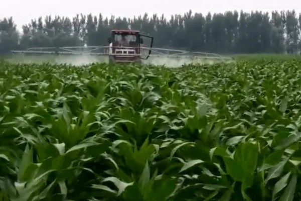 玉米防治病虫打哪种药，针对不同害虫选择不同的药