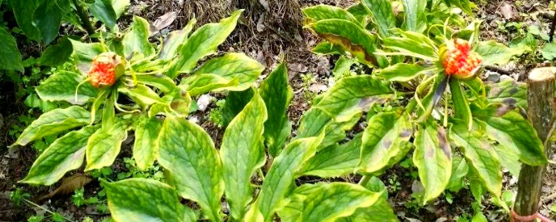 七叶一枝花的价格，在200-250左右一斤