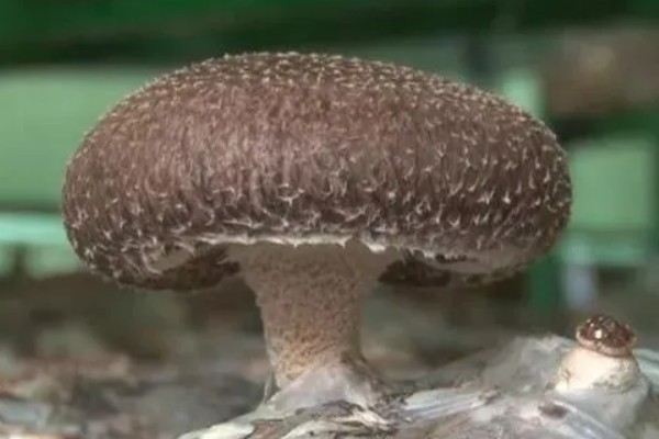 蘑菇水滴病的由来，是由杆状侵染引起的