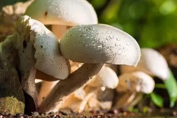 蘑菇水滴病的由来，是由杆状侵染引起的