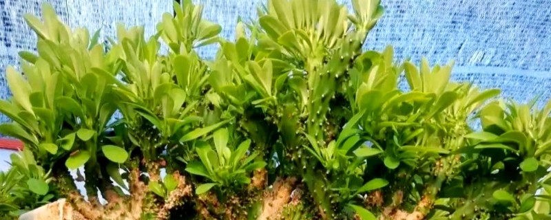 麒麟掌叶子发黄脱落的原因，可能是温度不适或光照不足所致