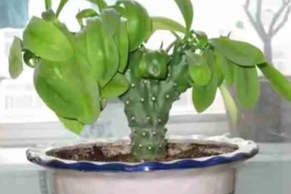 麒麟掌叶子发黄脱落的原因，可能是温度不适或光照不足所致