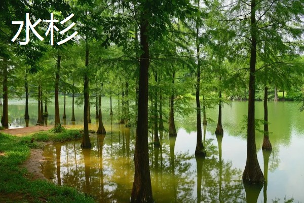 杉树的产地，广泛分布于中国和越南地区