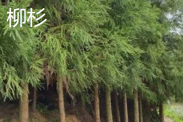 杉树的产地，广泛分布于中国和越南地区