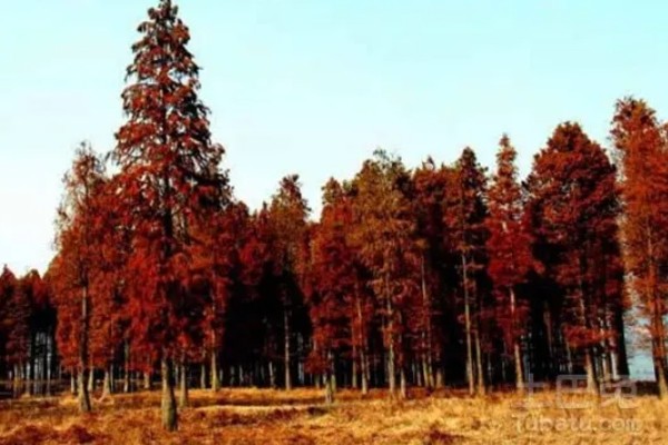 杉树的产地，广泛分布于中国和越南地区