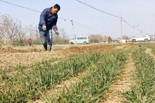 新型肥料什么时候使用，不同种类的使用时期不同