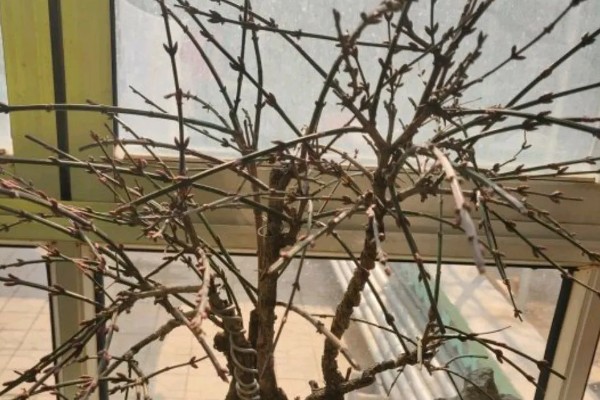 独杆迎春花的修剪方法，在它开花的时候进行修剪