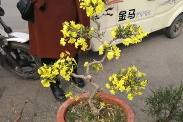 独杆迎春花的修剪方法，在它开花的时候进行修剪